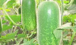 吃瓜爆料主页图片大全,主页图片大全背后的故事